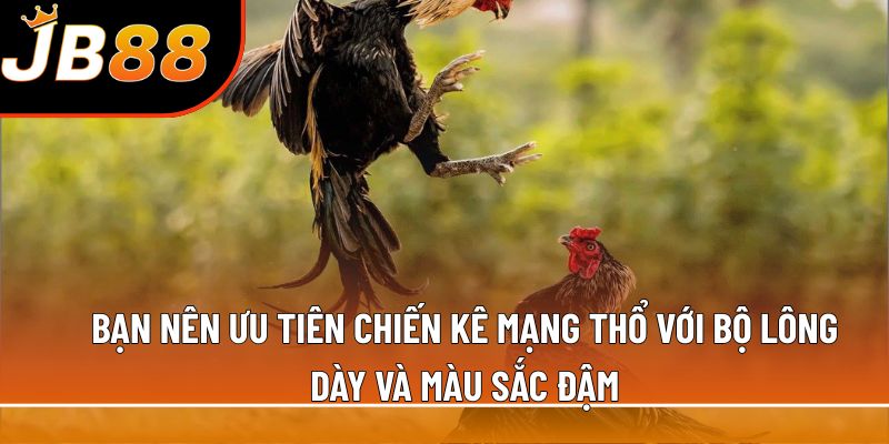 Bạn nên ưu tiên chiến kê mạng Thổ với bộ lông dày và màu sắc đậm