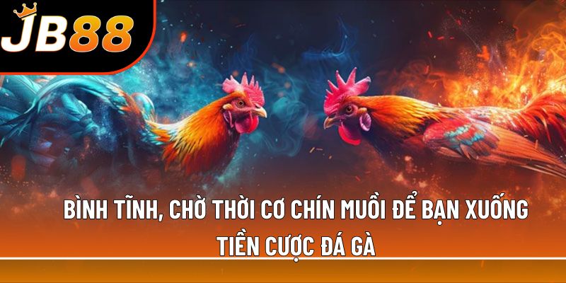 Bình tĩnh, chờ thời cơ chín muồi để bạn xuống tiền cược đá gà