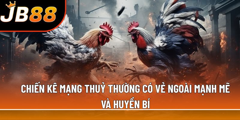 Chiến kê mạng thuỷ thường có vẻ ngoài mạnh mẽ và huyền bí