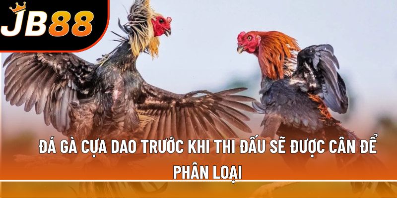 Đá gà cựa dao trước khi thi đấu sẽ được cân để phân loại