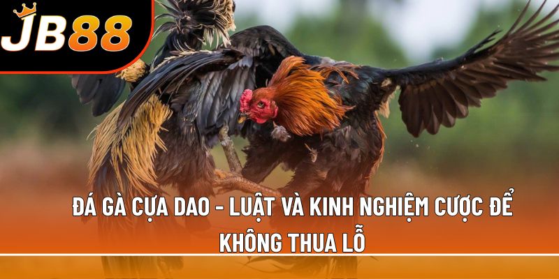 Đá gà cựa dao