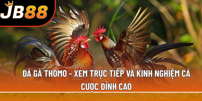 Đá gà Thomo