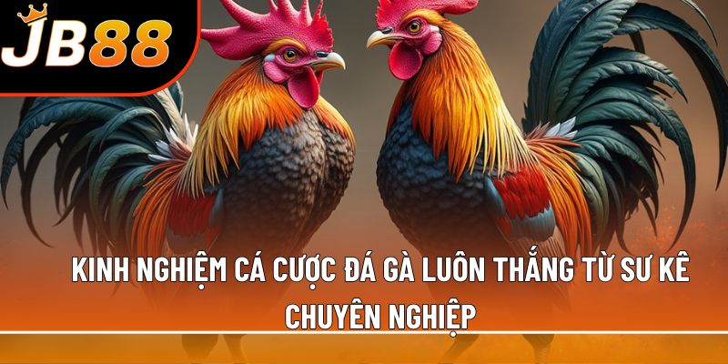 Kinh nghiệm cá cược đá gà