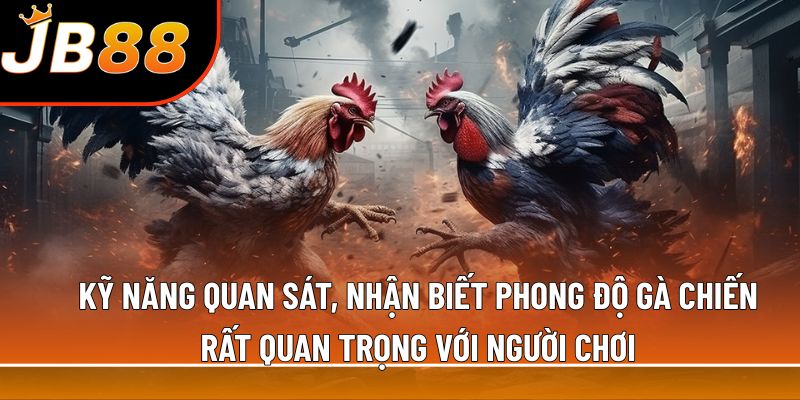 Kỹ năng quan sát, nhận biết phong độ gà chiến rất quan trọng với người chơi
