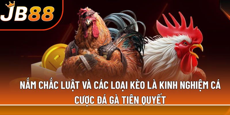 Nắm chắc luật và các loại kèo là kinh nghiệm cá cược đá gà tiên quyết
