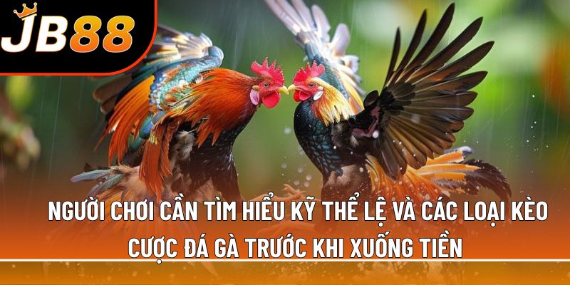 Người chơi cần tìm hiểu kỹ thể lệ và các loại kèo cược đá gà trước khi xuống tiền 
