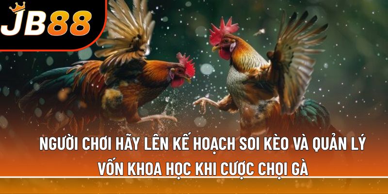 Người chơi hãy lên kế hoạch soi kèo và quản lý vốn khoa học khi cược chọi gà