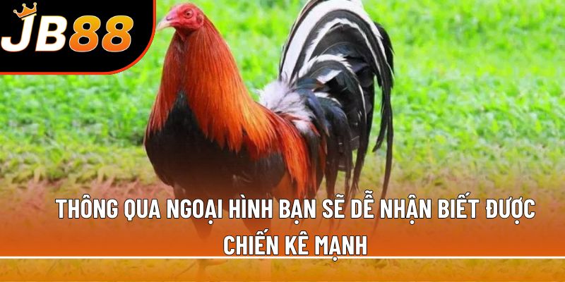 Thông qua ngoại hình bạn sẽ dễ nhận biết được chiến kê mạnh