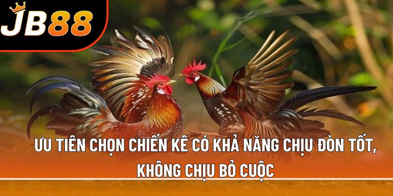 Ưu tiên chọn chiến kê có khả năng chịu đòn tốt, không chịu bỏ cuộc