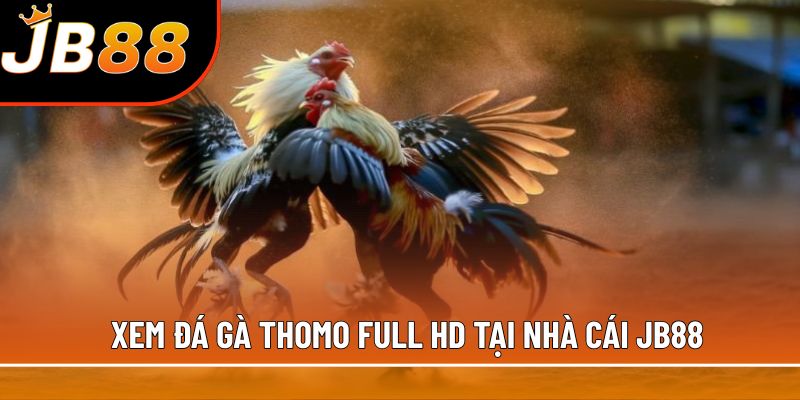 Xem đá gà Thomo full HD tại nhà cái JB88